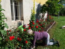 Zahradní práce - pletí záhonu